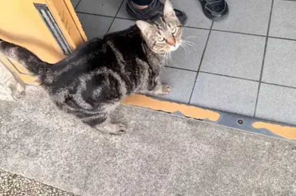 Chat trouvé Orléans, photo: Chat trouvée douce, dort cave Orléans