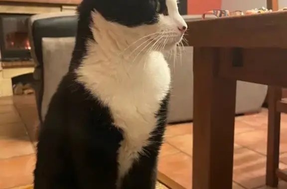 Animaux perdus Villeneuve-lès-Béziers, photo: Chat perdu: Chaussette, 4 ans, noir et blanc