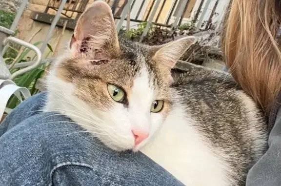 Chat perdu, blanc/marron/gris à Caen - photo