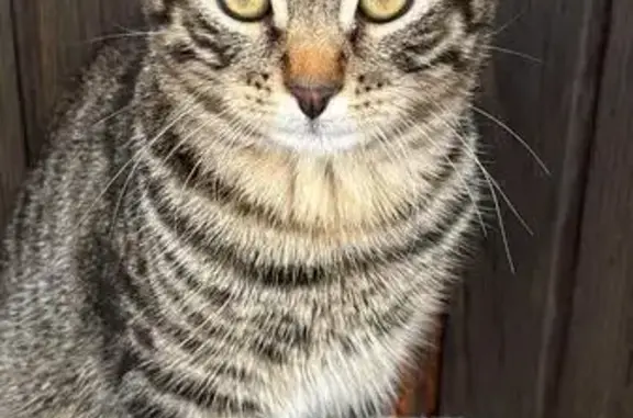 Chat perdu à Belley, quartier Auchan - photo