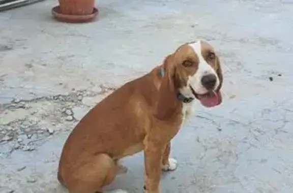 Perros perdidos, , foto: ¡Perro perdido! Ayuda a encontrar a Sabu
