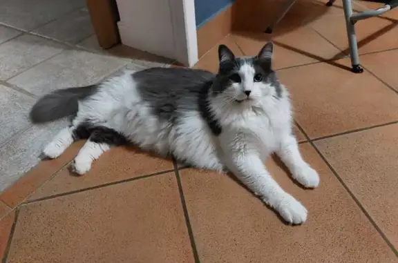 Animaux perdus Montierchaume, photo: Sibérien 7kg perdu à Montierchaume