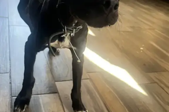 Animaux trouvés , photo: Chiot noir trouvé à Barie, collier vert