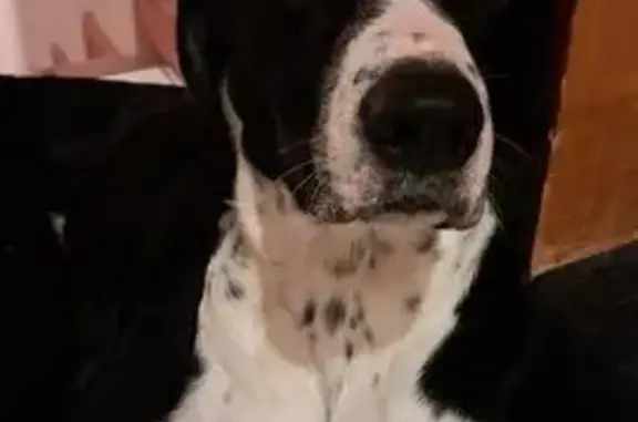 Chien trouvé Voiron, photo: Jeune chien noir et blanc trouvé à Voiron