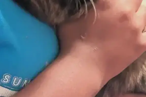 Lost Tortoiseshell Cat on E 108th St