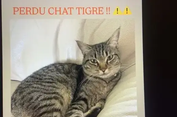 Chat perdu: Tigris, tigré gris, collier jaune - photo