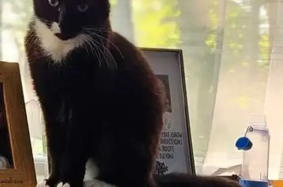 Lost Cat in Bromborough: White...