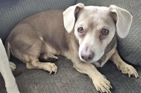 Lost Dog Charlie: Help Find Him in Dade City! - photo