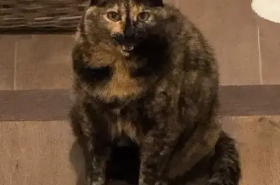 Lost 2-Tone Chin Cat on Victoria Rd, CT