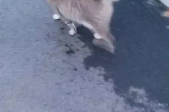 Animaux trouvés , photo: Chat trouvée à Langouet, La Motte du Tertre