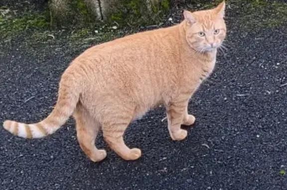 Chat perdu, Magnac-Laval, photo: Chat peureux Soja perdu à Magnac-Laval