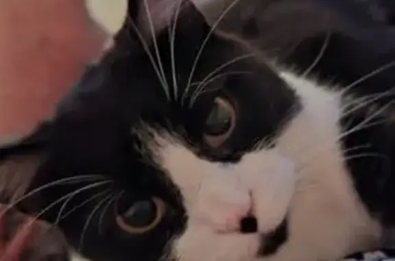 Animaux perdus Couzeix, photo: Chatte perdue à Couzeix, tache noire nez