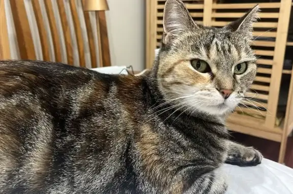 Missing cat Brimbank, photo: Lost Cat on Roof: Anna Street, Help!