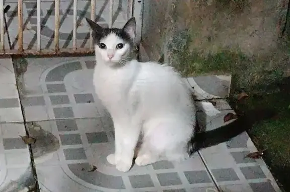 gato encontrada