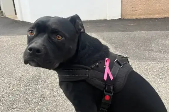 Chien noir perdu, collier rose, Caveirac - photo