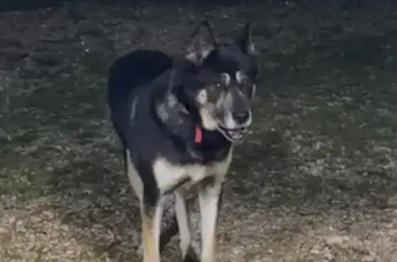 Lost Dog Alert: Fernwood Rd, McComb