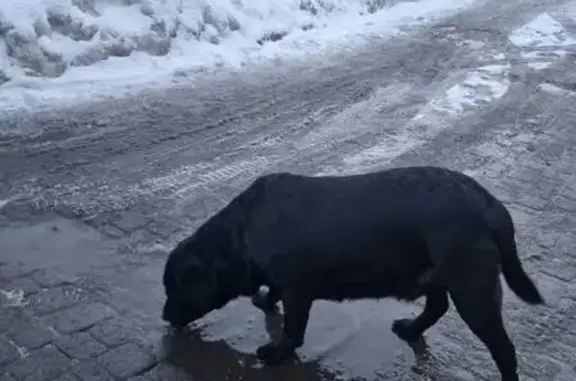 Знайдено собаку , фото: Знайдена чорна собака в Луцьку, Волинь
