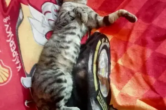 Chat tigré gris perdu à La Tour-du-Pin - photo