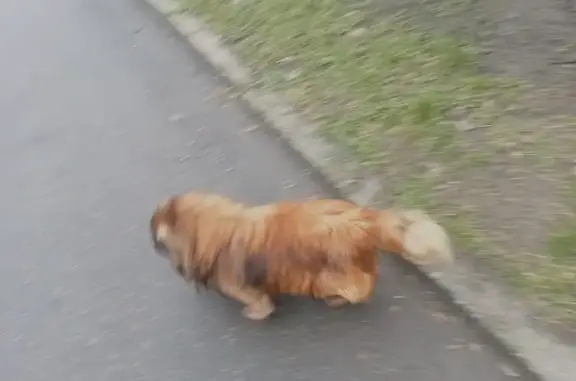 Зниклий метис пекінеса: допоможіть знайти!