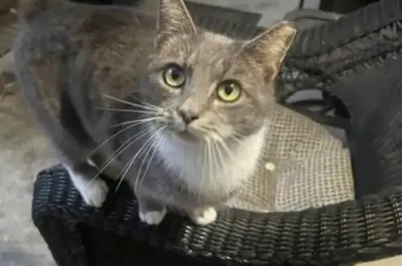 Missing: Bella, Clipped Ear & White Feet