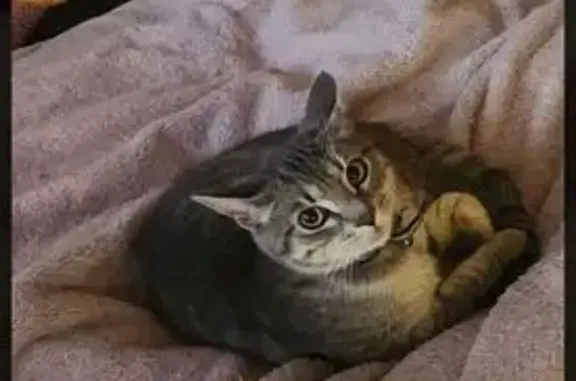 Missing cat , photo: Lost 9-Month Cat: Silverton Drive, Knox