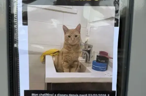 Chat perdu, Chambéry, photo: Chat perdu à Chambéry, contactez-nous !