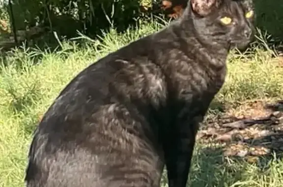 Lost Frisky Cat Near N. Merrill Rd, Mesa