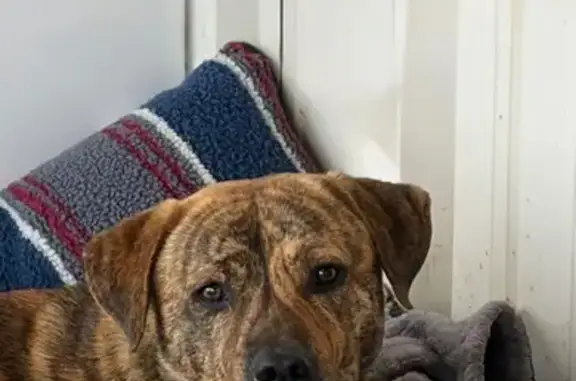 Found dog Prospect, photo: Found Dog on Prospect Elkton Road