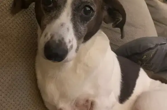 Lost Dog: Bentley, Timid & Sweet, Ironton