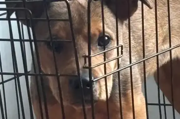 Lost Dog Alert: Cherrywood Place 3417