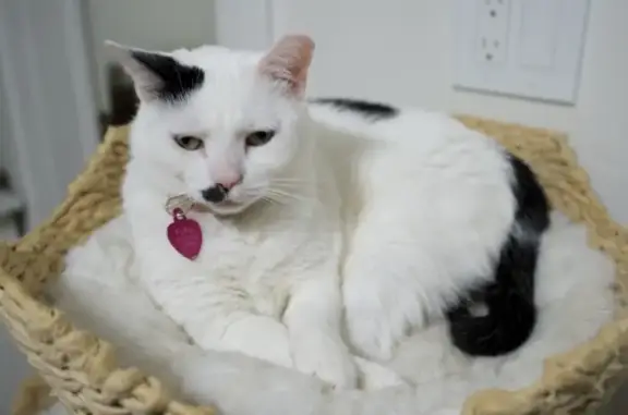 Lost Cat: Friendly Luu on Maple Ave