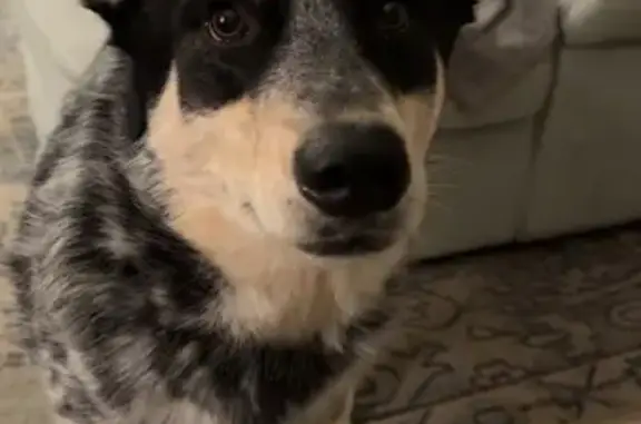 Lost Dog: Bear with Fluffy Tail in Brookhaven