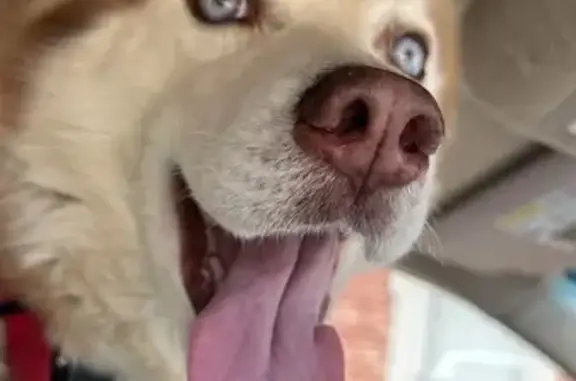 Lost and found pets Lakeland, photo: Found: Young Blond Husky with Blue Eyes