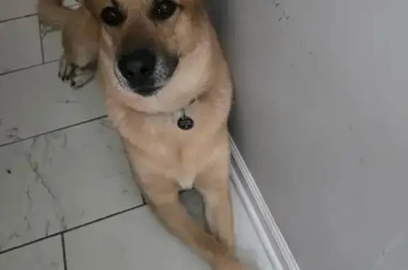 Lost Male Shepard Lab Mix in Sauk Village