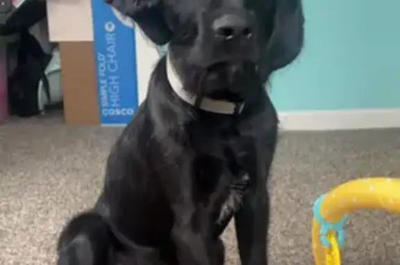 Lost: Jaxon, Sweet Shaggy Lab Mix, 10009