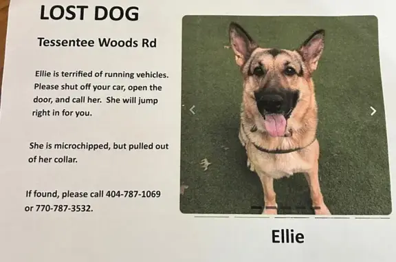 Lost Anxious Shepherd: Tessentee Wood Rd