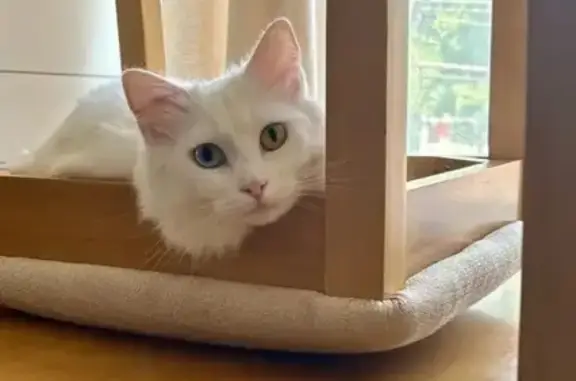 Lost White Long-Haired Cat on Penn Ave