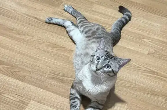 Se llama Cleif, es color beige atigrado en gris, tiene 16 meses, tiene chip y está castrado. Creemos que se escapó por la ventana que da a la calle, una vecina lo vio meterse a una frutería pero lo sacaron pensando que era un gato callejero. Lo hemos buscando a todas horas sin éxito. Ayúdenos a localizarlo por favor.