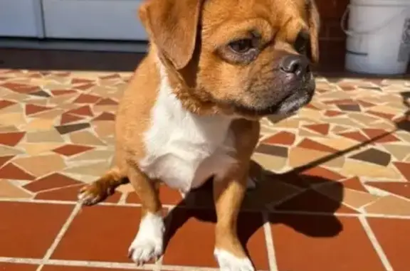 Found dog New Orleans, photo: Found: 2 Dogs on Manchester St, NOLA