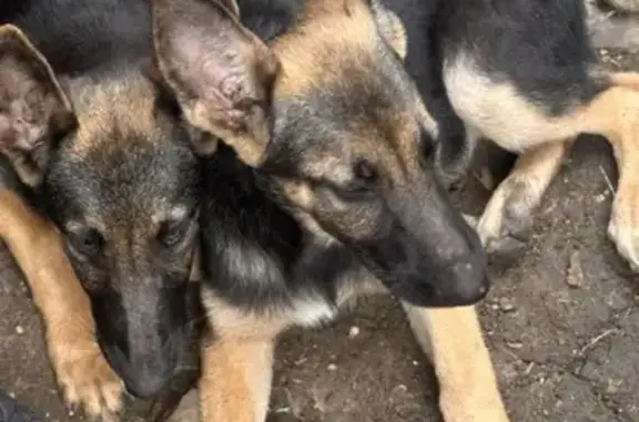 Help Find Sylvi: Lost Dog in Dallas