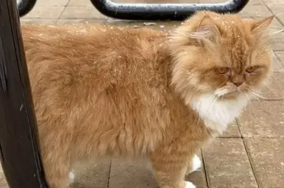 Lost Fluffy Cat: Orange & White, Auburn