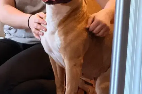 Found dog Meridianville, photo: Found Dog: Blonde with White Patches