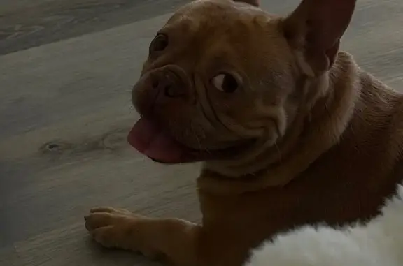 Found dog Brandon, photo: Found: Friendly Male French Bulldog in Brandon