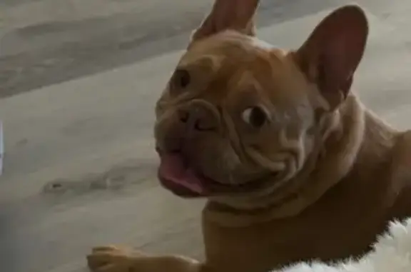 Friendly male French bulldog, light brown/fawn color with short coat. Medium build, compact body, upright ears, short tail. No collar or leash when found. Very people-friendly and calm, approached us on his own while we were walking our dog late at night. Found near the corner of houses by the road in Brandon. Checked with nearby neighbors — no one recognized him. Taken to a veterinary clinic — no microchip found.