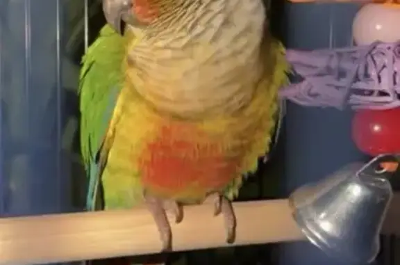 Found: Colorful Green Cheeked...