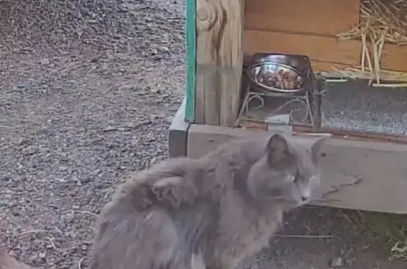 Missing cat La Grande, photo: Help Find Our Missing Grey Cat!