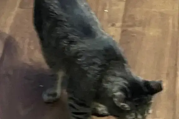 Lost pets Cathedral City, photo: Lost Friendly Cat Velcro Near Esmeralda