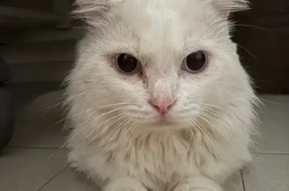 Docile White Ragdoll Cat Found...
