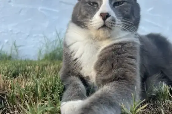 Lost Grey Cat 
