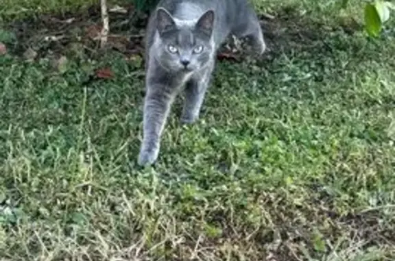Chat gris perdu, craintif, Espalion - photo